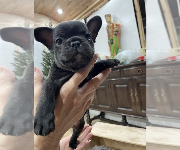 Medium Photo #4 French Bulldog Puppy For Sale in CLEARWATER, FL, USA
