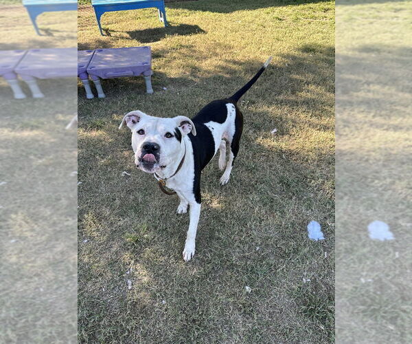 Medium Photo #4 Mutt Puppy For Sale in Evansville, IN, USA