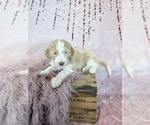Small Photo #71 Aussie-Poo-Goldendoodle Mix Puppy For Sale in COMMERCE, MI, USA