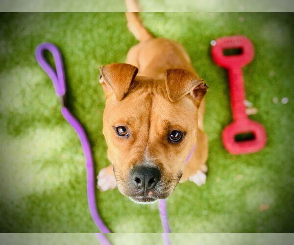 Medium Photo #2 American Pit Bull Terrier Puppy For Sale in Orlando, FL, USA