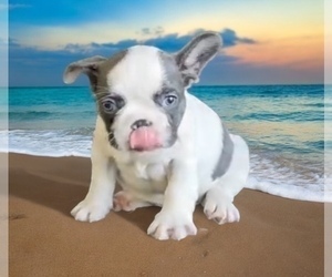 French Bulldog Puppy for sale in FORT LAUDERDALE, FL, USA