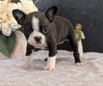 Small Photo #28 Boston Terrier Puppy For Sale in GOSHEN, IN, USA