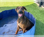 ZELDA - Female Doberman Pinscher-German Shepherd Dog Mix Dog for Adoption - Small photo
