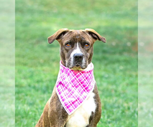 Medium Photo #5 Mutt Puppy For Sale in Unionville, PA, USA