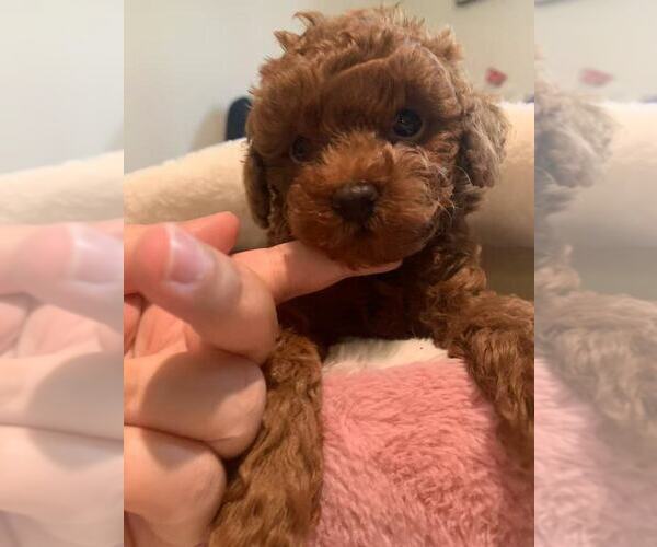 Medium Photo #1 Poodle (Toy) Puppy For Sale in HACIENDA HEIGHTS, CA, USA