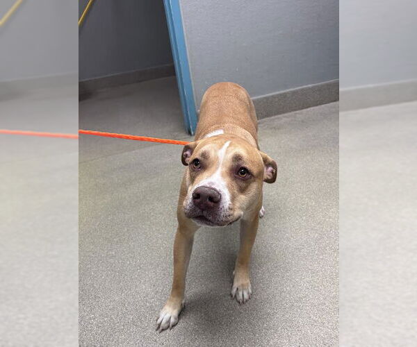 Medium Photo #1 American Pit Bull Terrier-Unknown Mix Puppy For Sale in Las Vegas, NV, USA