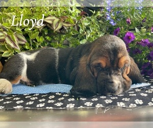 Basset Hound Litter for sale in COLUMBIA CROSS ROADS, PA, USA