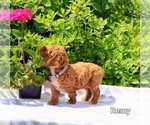 Small Photo #2 Poodle (Miniature) Puppy For Sale in NAPPANEE, IN, USA