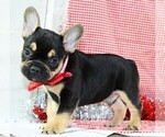 Small Photo #7 French Bulldog Puppy For Sale in FREDERICKSBURG, OH, USA