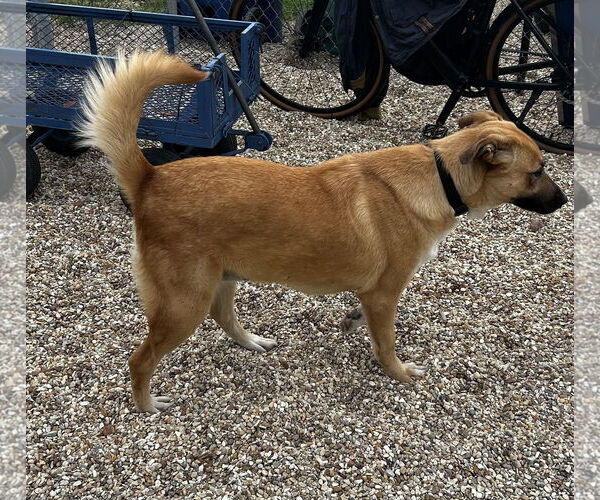 Medium Photo #7 Labrador Retriever-Unknown Mix Puppy For Sale in Oakhurst, NJ, USA