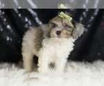 Small #2 YorkiePoo