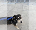 Small German Shepherd Dog
