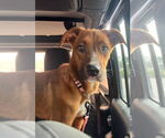 Small #7 Australian Shepherd Mix