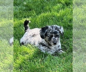 Australian Labradoodle Dog for Adoption in NOBLESVILLE, Indiana USA