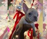 Small #3 French Bulldog