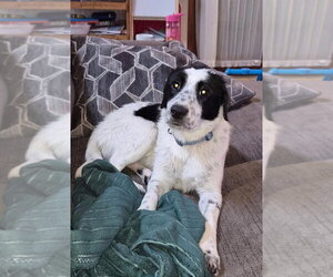 Borador Dogs for adoption in Salt Lake City, UT, USA