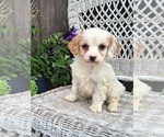Small Cavapoo (Miniature)
