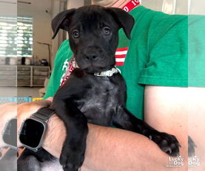 Medium Labrador Retriever-Retriever  Mix