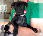 Small Labrador Retriever-Retriever Mix