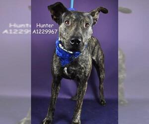 American Pit Bull Terrier Dogs for adoption in Bakersfield, CA, USA
