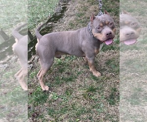 purple tri bully puppies for sale