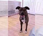 Small #1 American Pit Bull Terrier Mix