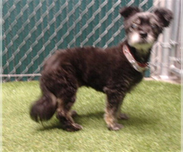 Medium Photo #1 Mutt Puppy For Sale in Downey, CA, USA