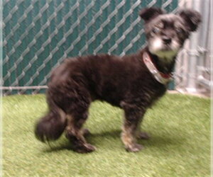 Mutt Dogs for adoption in Downey, CA, USA