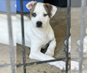 Jack Russell Terrier-Unknown Mix Dogs for adoption in Okolona, MS, USA