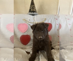 Medium German Shepherd Dog