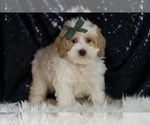 Small #2 Maltipoo