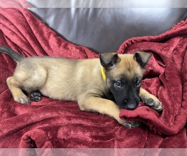 Medium Photo #96 Belgian Malinois Puppy For Sale in REESEVILLE, WI, USA