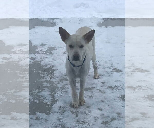 Medium Photo #2 Unknown-white german shepherd Mix Puppy For Sale in Hoffman Estates, IL, USA