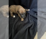 Puppy Puppy 7 Boxer