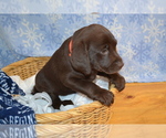 Small #4 Labrador Retriever