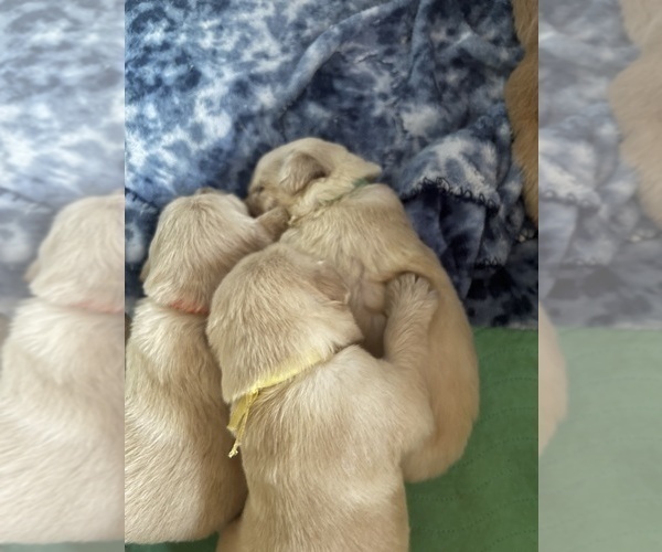 Medium Photo #43 Golden Retriever Puppy For Sale in BIG CABIN, OK, USA