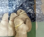 Small Photo #43 Golden Retriever Puppy For Sale in BIG CABIN, OK, USA