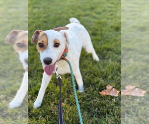 Jack Russell Terrier-Unknown Mix Dogs for adoption in Salt Lake City, UT, USA