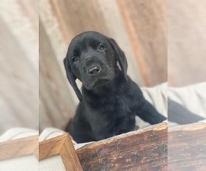 Labrador Retriever Puppy for sale in JACKSONVILLE, NC, USA