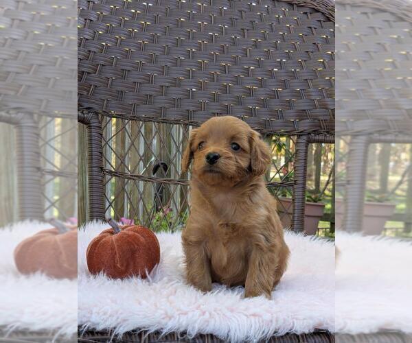 Medium Photo #33 Cock-A-Poo-Poodle (Miniature) Mix Puppy For Sale in SALEM, MO, USA
