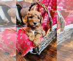 Small #3 Goldendoodle mix (+ Poodle Miniature)