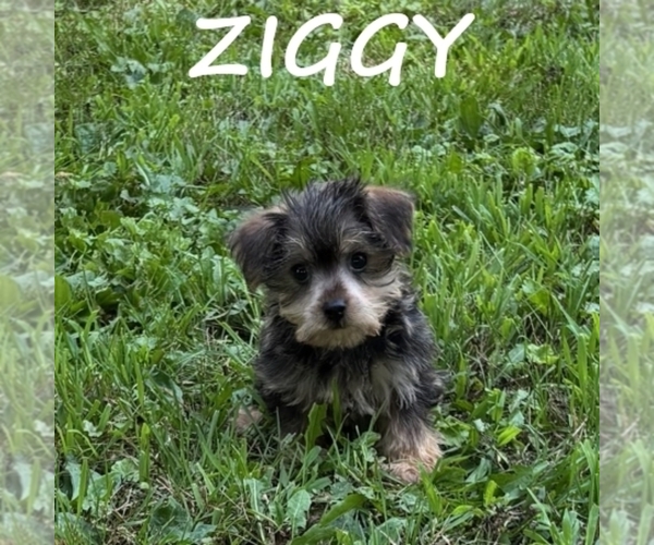 Medium Photo #1 Snorkie Puppy For Sale in HARTLAND, MN, USA