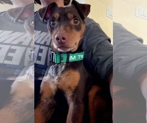 Miniature Pinscher-Unknown Mix Dogs for adoption in Oakhurst, NJ, USA