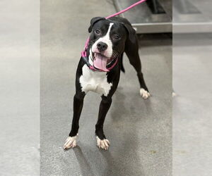 Labrador Retriever-Unknown Mix Dogs for adoption in Forestville, MD, USA