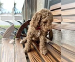 Small Photo #17 Poodle (Standard) Puppy For Sale in BAKERSFIELD, CA, USA