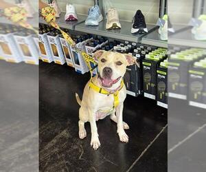 Mutt Dogs for adoption in Sugar Land, TX, USA