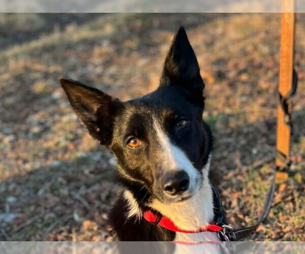 Medium Photo #5 Border Collie Puppy For Sale in Cookeville, TN, USA