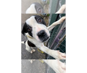 American Staffordshire Terrier-Bulldog Mix Dogs for adoption in Brewster, NY, USA