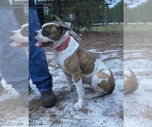 Mother of the American Bulldog puppies born on 06/28/2025