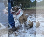 Small Photo #1 American Bulldog Puppy For Sale in FOLKSTON, GA, USA